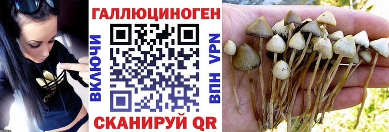 Псилоцибиновые грибы Psilocybine cubensis  Губкин 